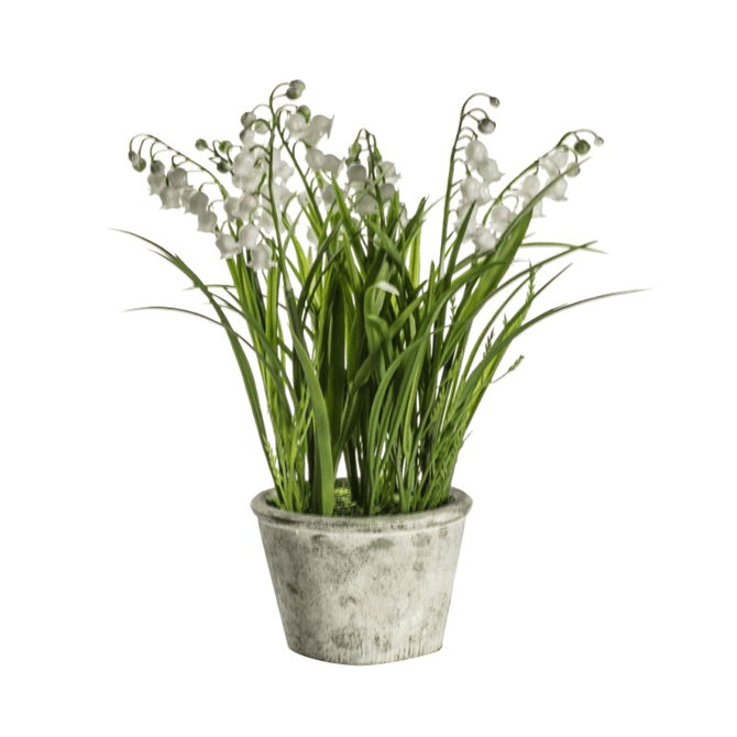 Potted Lily of the Valley Small